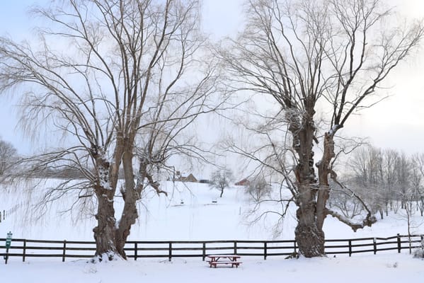Maple Terrace Community Care