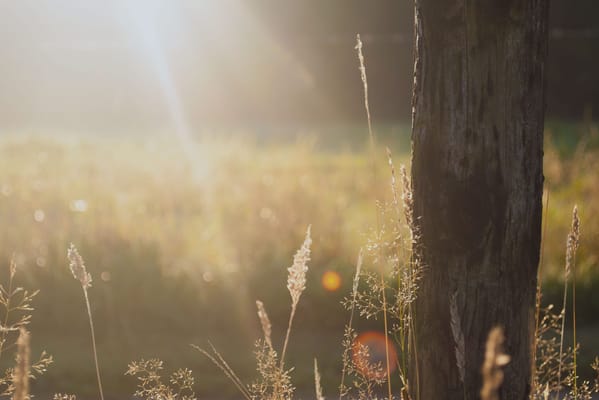 PCS Supportive Living