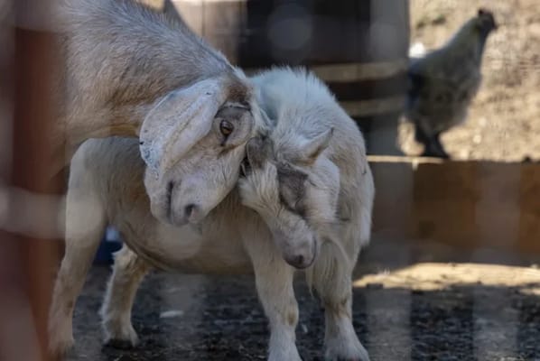 Healdsburg Senior Living