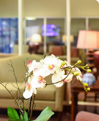A close-up of orchids in a common area