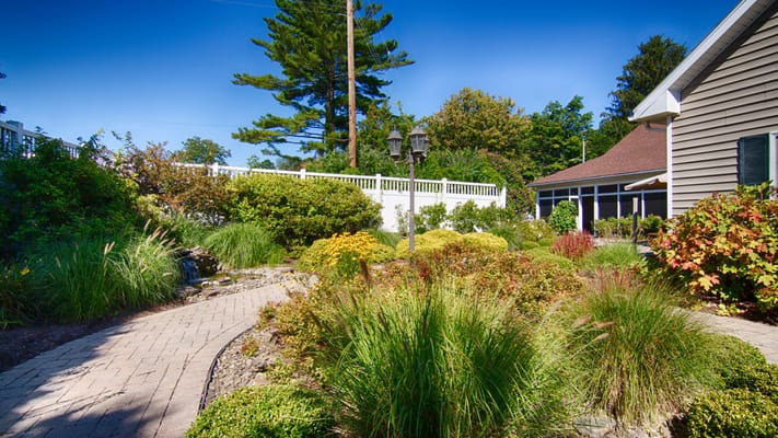 Lush garden path with various plants and greenery at Comfort Today