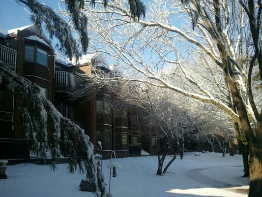 Snow-covered trees and building exterior in winter