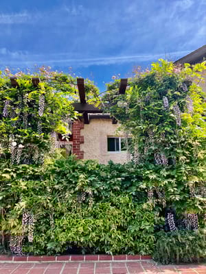 Outdoor area with lush greenery and flowers