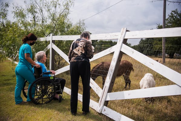 Residents and staff interacting with animals at the fence