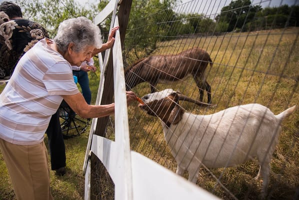 A resident interacting with a goat in an outdoor space