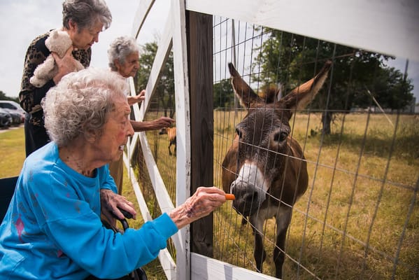 Residents feeding a donkey at a sunny outdoor area