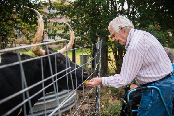 A resident feeding a cow at the facility's outdoor space