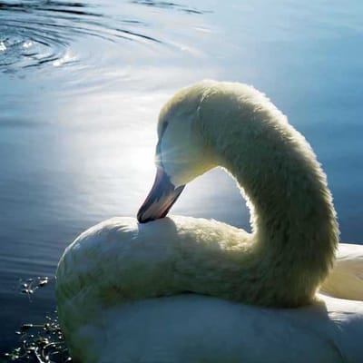 The Estates At Carpenters