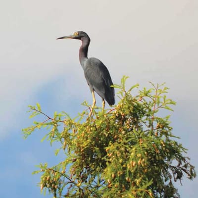 The Estates At Carpenters