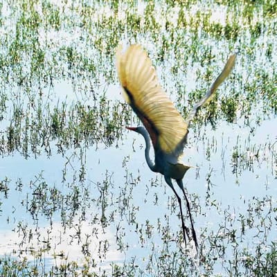 The Estates At Carpenters