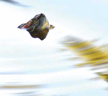 The Estates At Carpenters