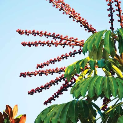 The Estates At Carpenters