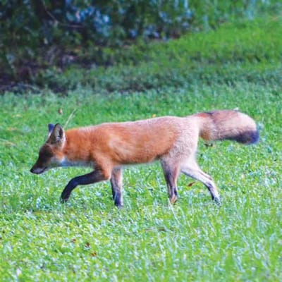 The Estates At Carpenters