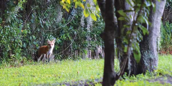 The Estates At Carpenters