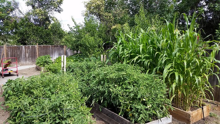 A lush garden area with vegetables and plants