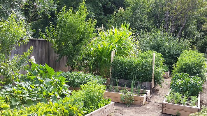 Lush garden with various plants and vegetables