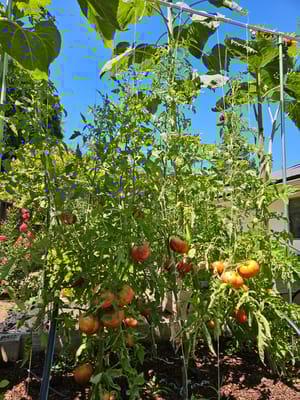 Roses & Ivy Assisted Living Facility for the Elderly