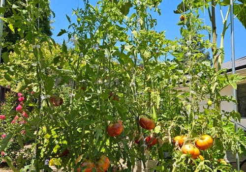 Roses & Ivy Assisted Living Facility for the Elderly