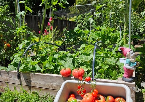 Roses & Ivy Assisted Living Facility for the Elderly