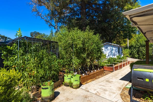Outdoor garden space with vegetable plants