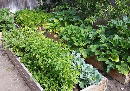 Roses & Ivy Assisted Living Facility for the Elderly