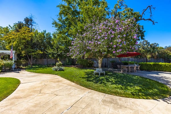 Beautiful outdoor garden with flowering tree and seating area