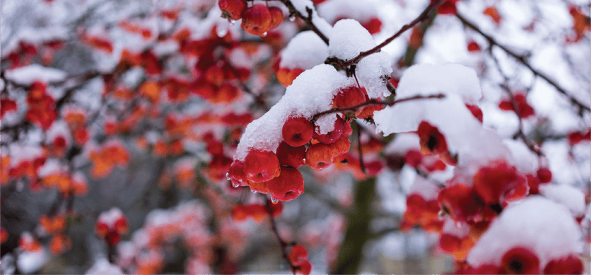 Seasons Hospice & Palliative Care