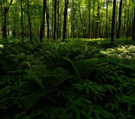 The Cottages at Meadowlands Senior Living and Memory Care
