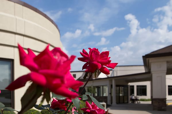 Vibrant roses in front of a nursing home