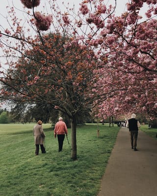 Residents walking under blooming cherry trees in a park