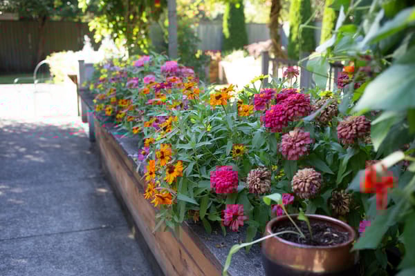 Colorful flowers in a garden at the facility