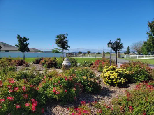 Colorful flowers in a landscaped garden area