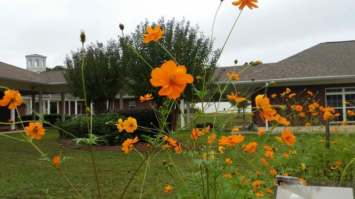 Colorful flowers in a garden area of the facility