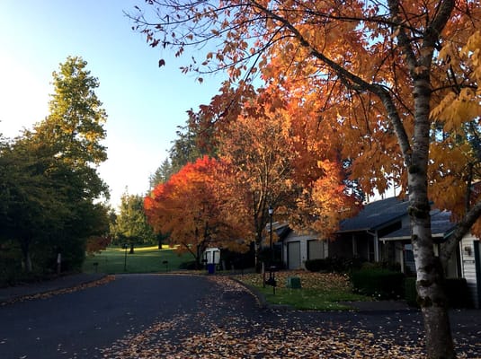 Colorful autumn trees lining a peaceful street at Village Green.