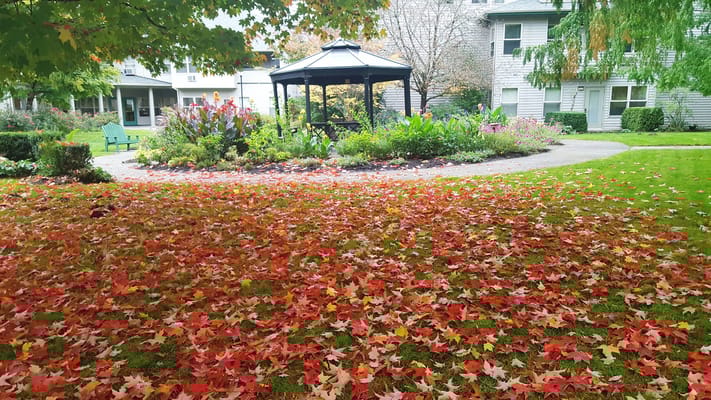 Colorful fall leaves covering the ground near a gazebo