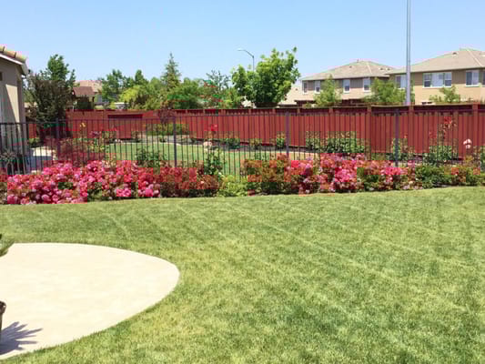 Well-kept garden with vibrant flowers and green lawn