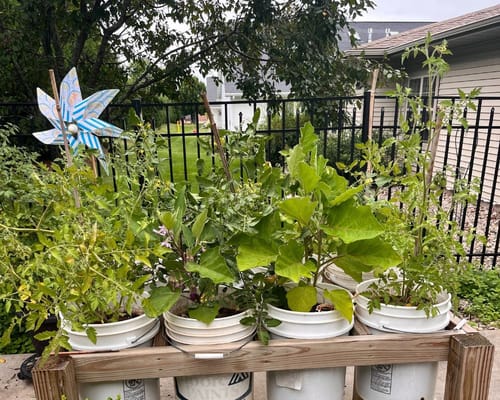 A garden with plants growing in buckets