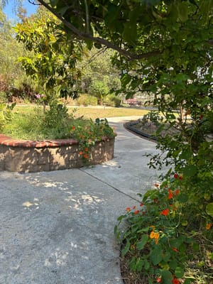 Pathway through a landscaped garden