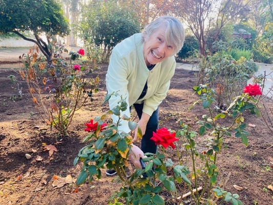 Resident gardening among red roses in a sunny outdoor space