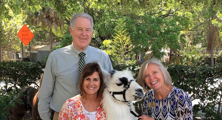 Three staff members with a llama in an outdoor area