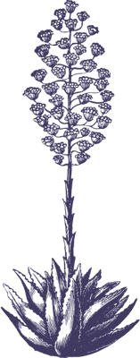 Catalina In-Home Services