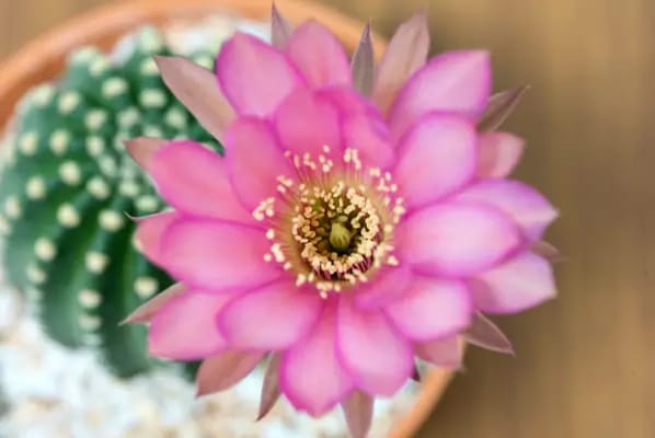 Catalina In-Home Services