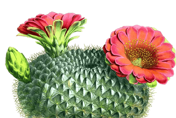 Catalina In-Home Services