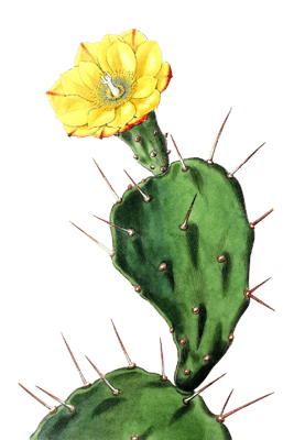 Catalina In-Home Services