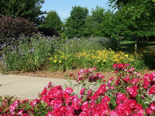 Colorful garden with vibrant flowers and walkways