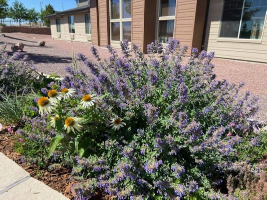 Colorful flowers in a garden near the facility