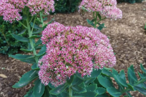 Duxbury House Memory Care Residence