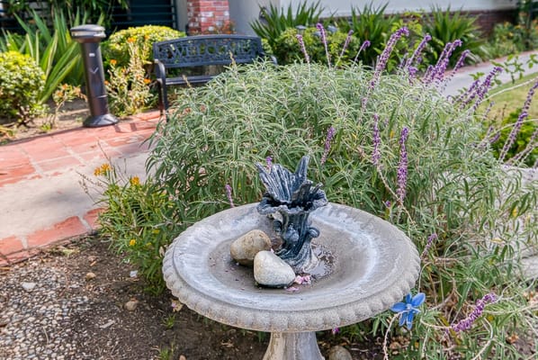 A birdbath surrounded by shrubs in the garden