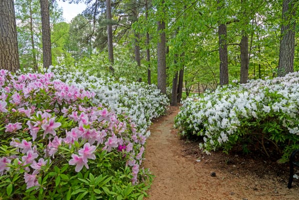 Path through flowering bushes in a serene garden