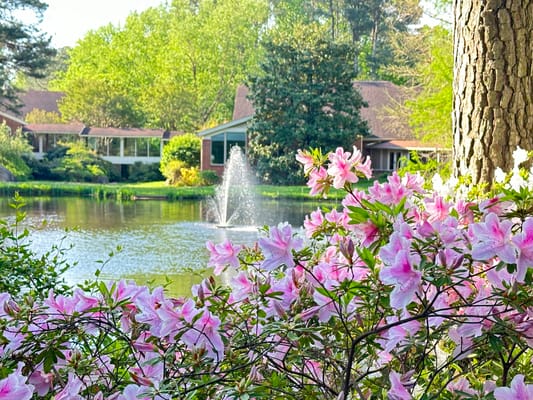 Flowering plants by a pond with a fountain
